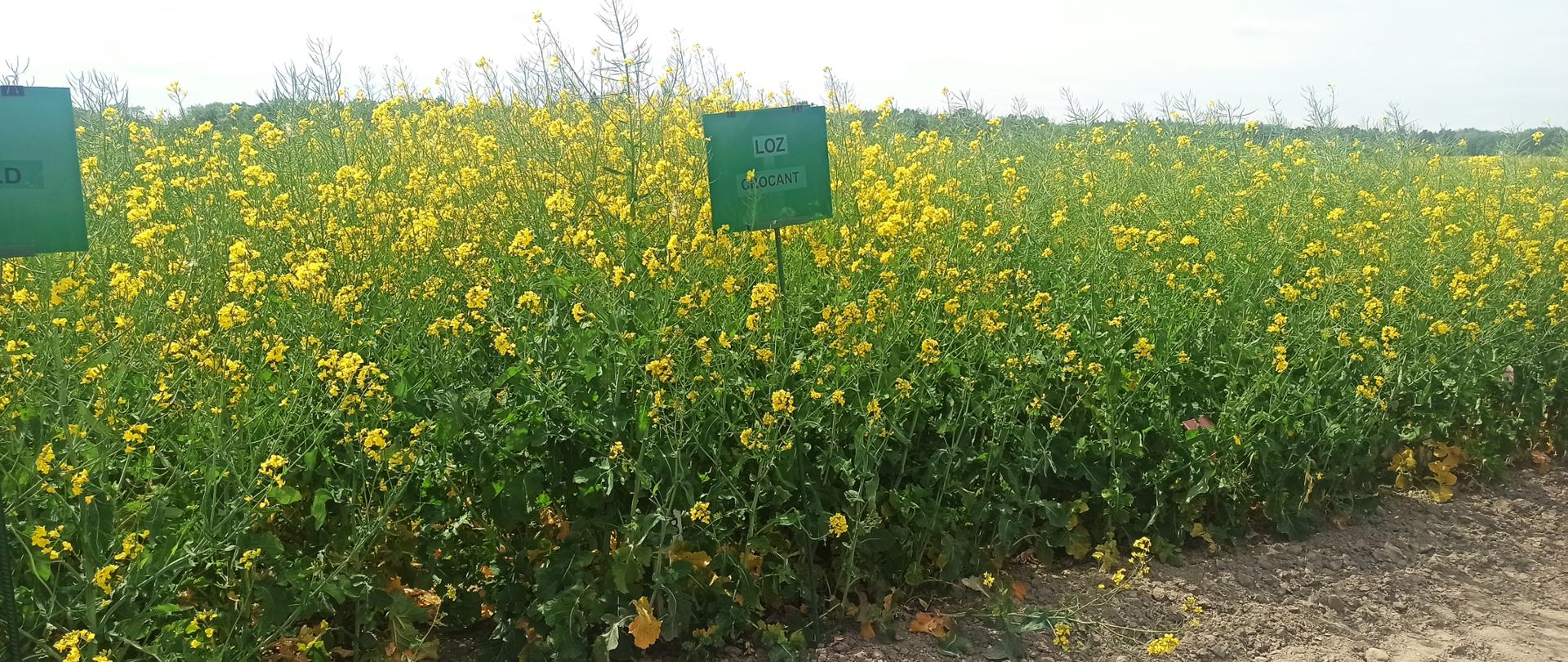 Szkolenie kwalifikatorów roślin oleistych