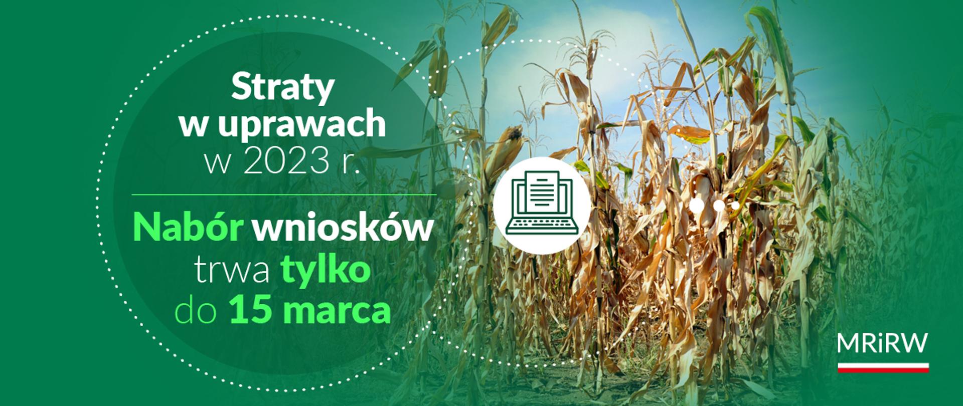 Straty w uprawach w 2023 r. Nabór wniosków do 15 marca