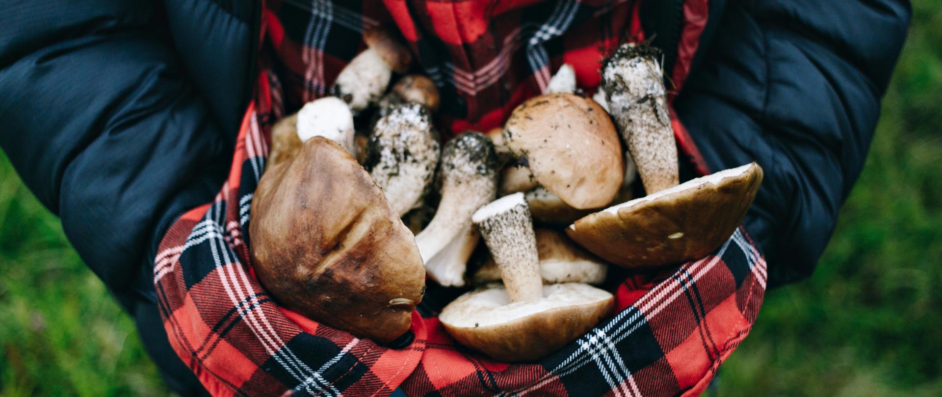 Grafika przedstawia grzybiarza, który zebrał różne gatunki grzybów