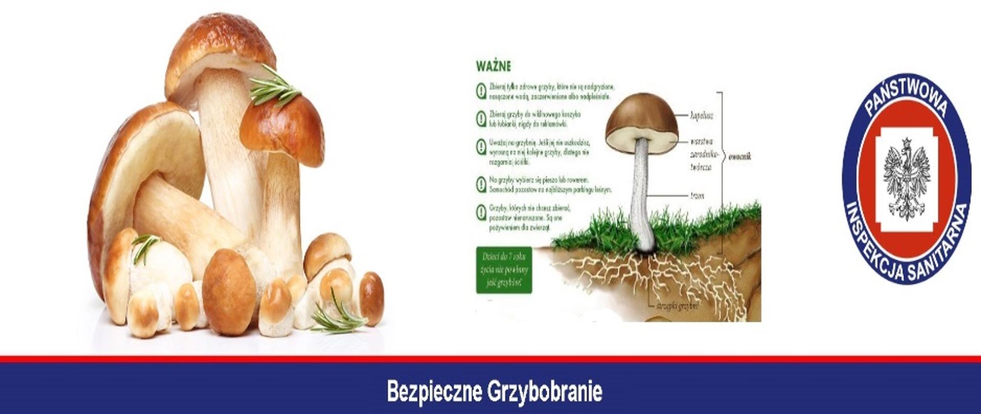 Po lewej stronie baneru widzimy kilka grzybów. Na środku widzimy ważne informację o budowie grzyba. Po prawej stronie znajduję się logo Państwowej Inspekcji Sanitarnej