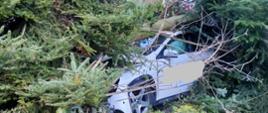 Zdjęcie przedstawia samochód osobowy, który po wypadnięciu z jezdni drogi wojewódzkiej uderzył w przydrożne drzewa. Jedno ze złamanych drzew leży na pojeździe. W tle widoczne są zabudowania miejscowości.
