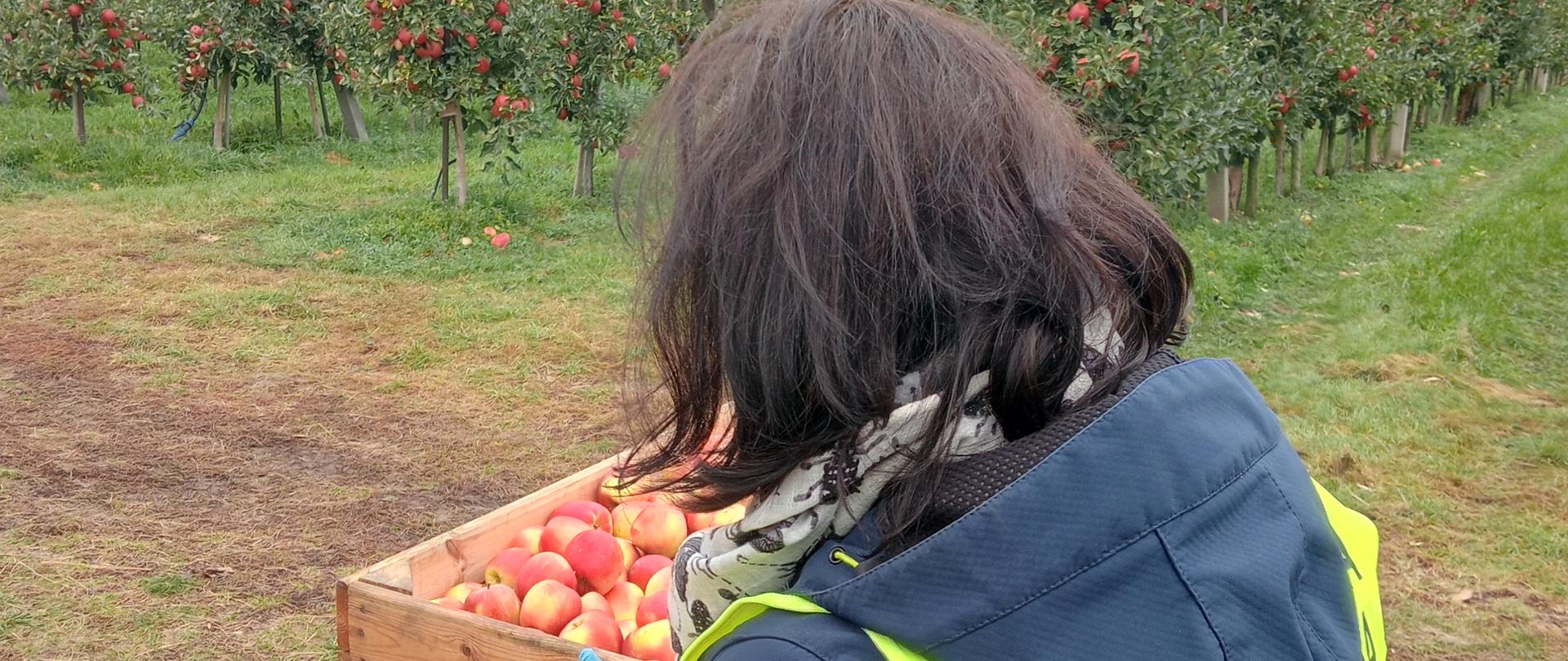 Inspektor PIORiN podczas kontroli fitosanitarnej jabłek
