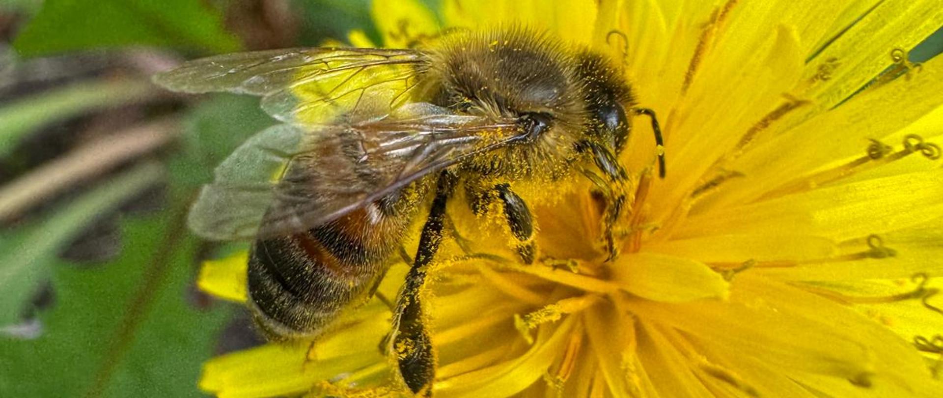 Pszczoła oblepiona pyłkiem pobiera nektar z kwiatu mniszka