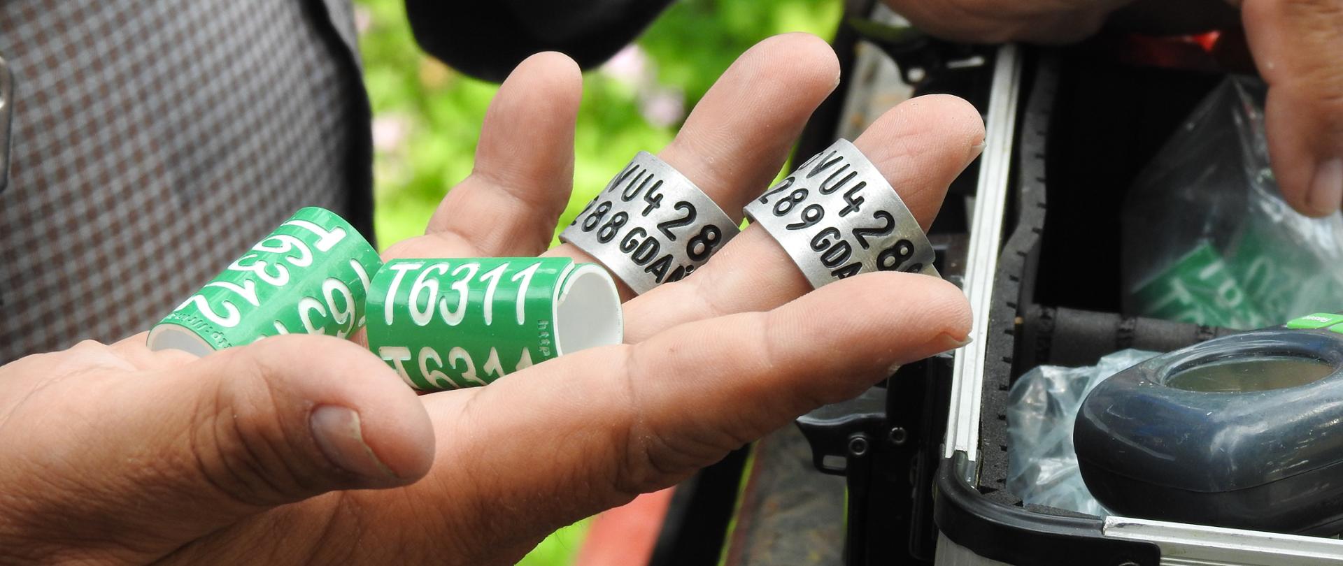 Zbliżenie dla dłoń ornitologa, w niej 4 obrączki dla ptaków, dwie zielone, dwie srebrne, a na nich wyryte numery identyfikacyjne. 