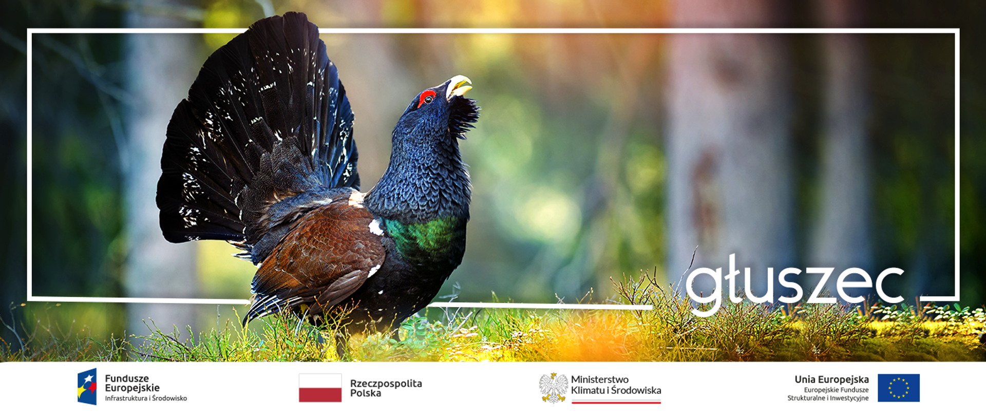  Restytucja i czynna ochrona głuszca w Puszczy Solskiej oraz Ochrona głuszca (Tetrao urogallus) in-situ i ex-situ w Puszczy Augustowskiej