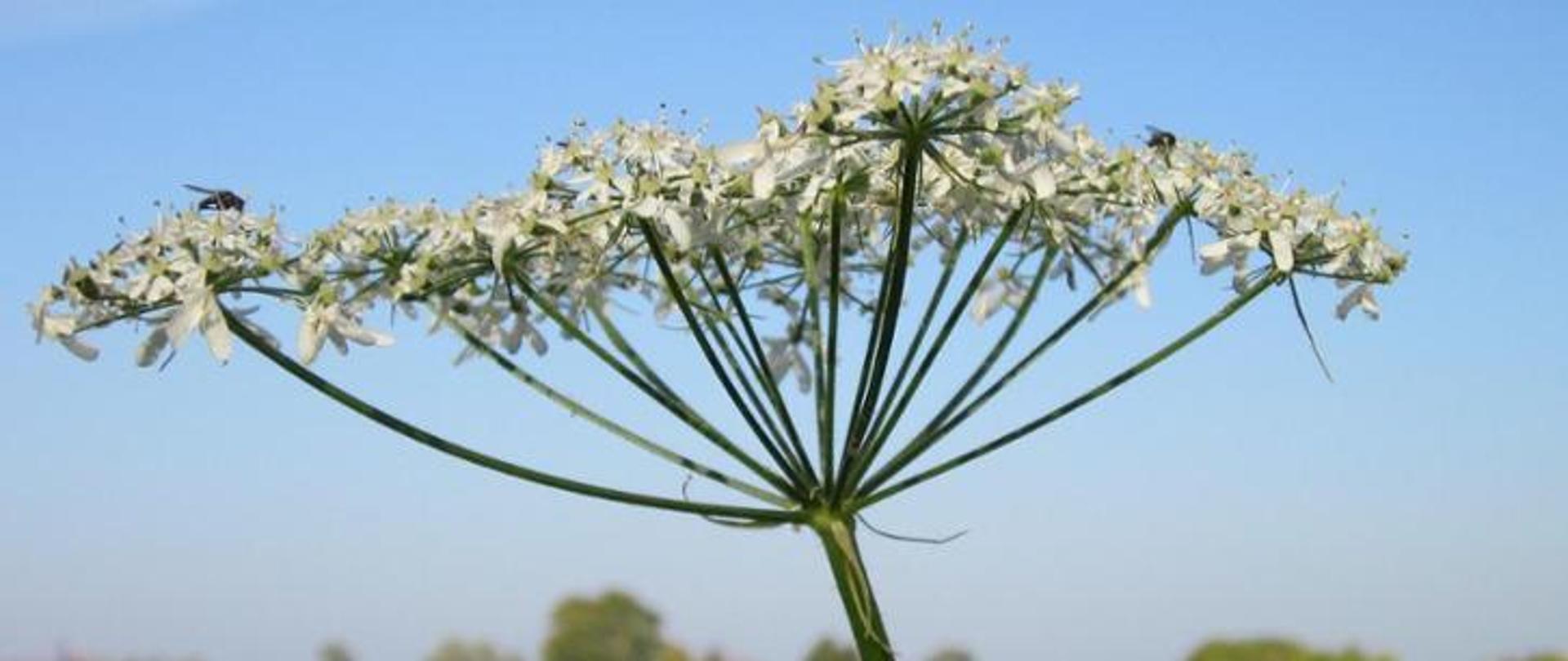 Na zdjęciu widoczny jest Barszcz Sosnowskiego.