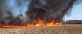 Na zdjęciu widać pożar suchej trawy oraz zarośli