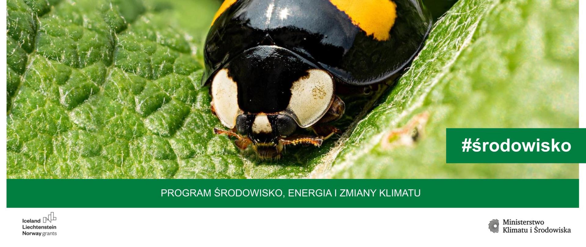 Środowisko_-_gatunki_inwazyjne_w_Programie_Środowisko_Energia_i_Zmiany_Klimatu_MF_EOG