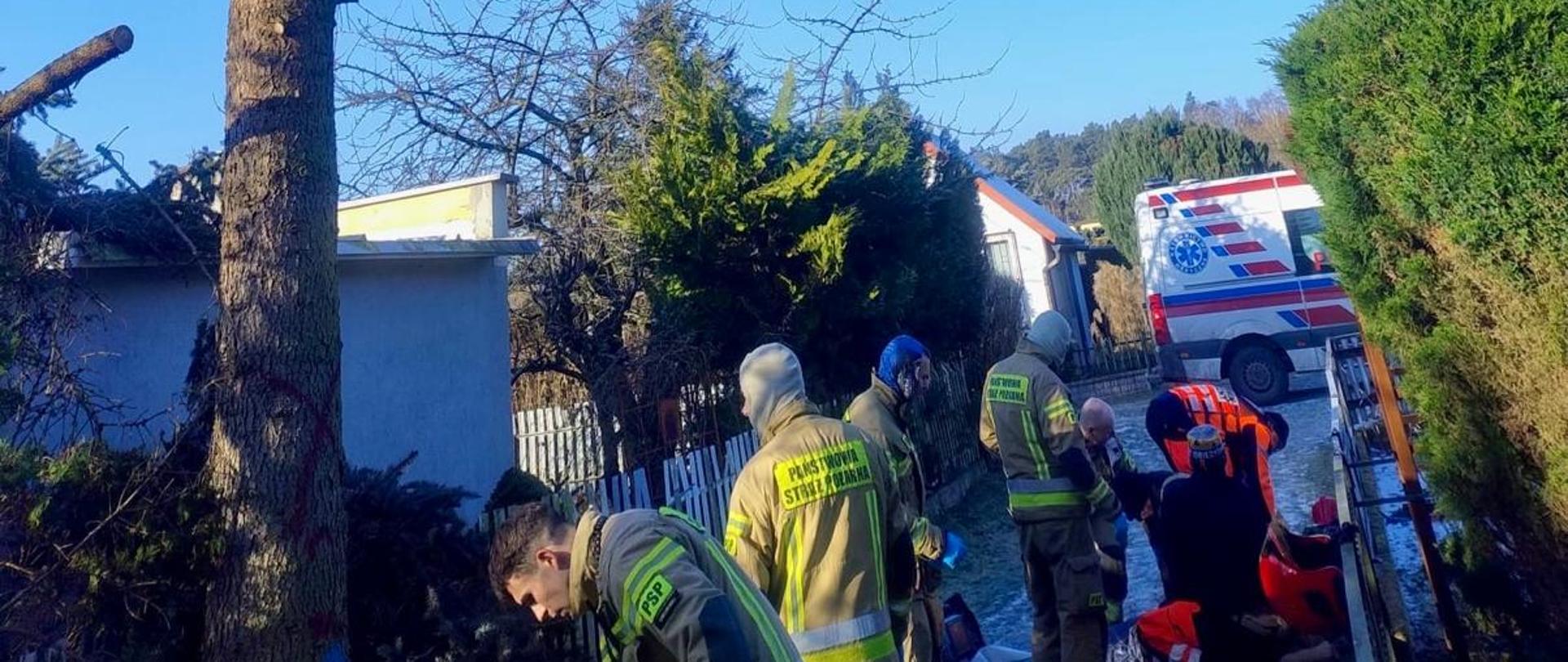 Na zdjęciach widać wysokie, częściowo okrzesane drzewo iglaste na terenie ogrodu lub działki. U jego podstawy pracuje kilku strażaków w umundurowaniu ochronnym, przygotowujących sprzęt ratowniczy. Obok stoi karetka pogotowia. Na ziemi leżą odcięte gałęzie i narzędzia. Scena odbywa się w słoneczny dzień, przy bezchmurnym, niebieskim niebie, w otoczeniu innych drzew, krzewów i zabudowań mieszkalnych.