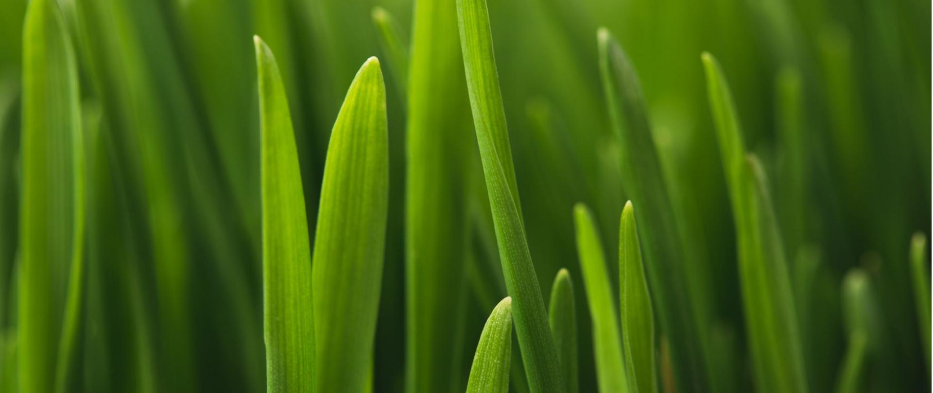 Na zdjęciu jest trawa.