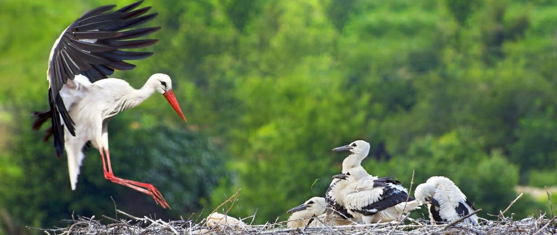 Uroczyste klekotanie, czyli Dzień Bociana Białego