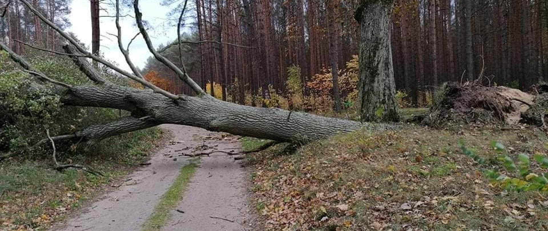 Powalone drzewo na drodze gruntowej.