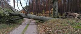 Powalone drzewo na drodze gruntowej.