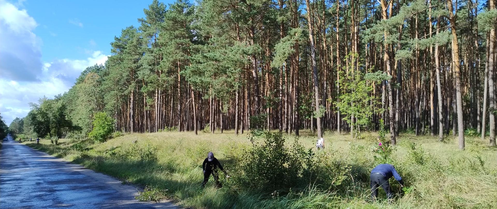 Leniec bezpodkwiatkowy w obszarze Natura 2000 Leniec w Chorągiewce, fot. Archiwum RDOŚ w Bydgoszczy