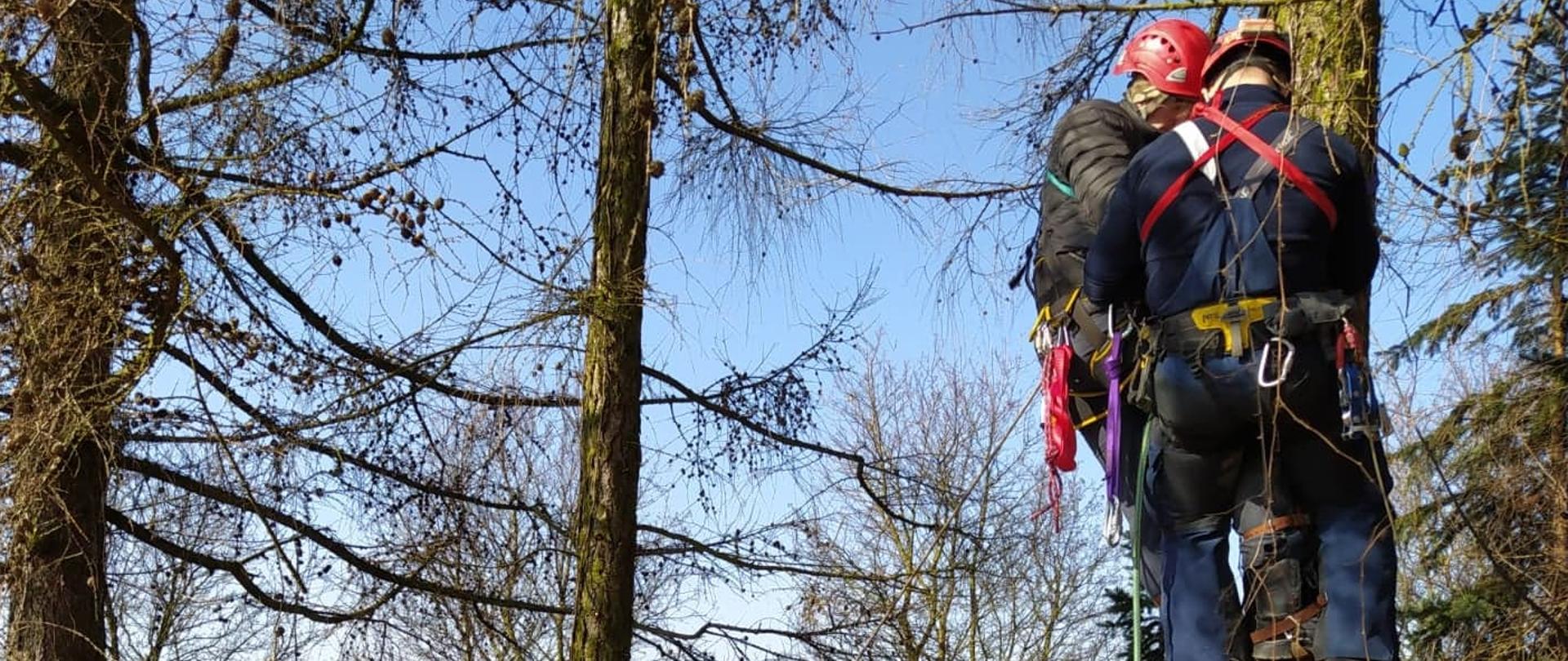 Na zdjęciu widać czterech strażaków ratowników wysokościowych dwóch przypiętych uprzężami do drzewa, dwóch obserwuje, na zdjęciu 3 drzewa, płot w oddali pole i zabudowania