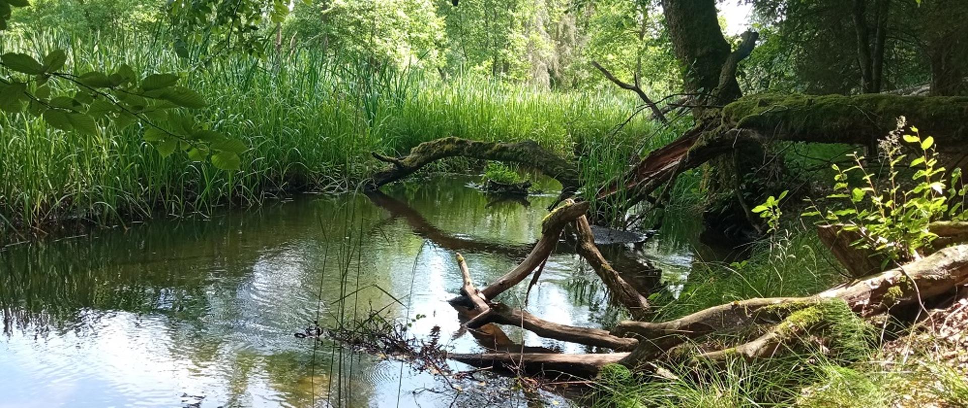 Wolno płynąca rzeka, obalone drzewa na lewym brzegu, na prawym brzegu gęsta, zielona roślinność
