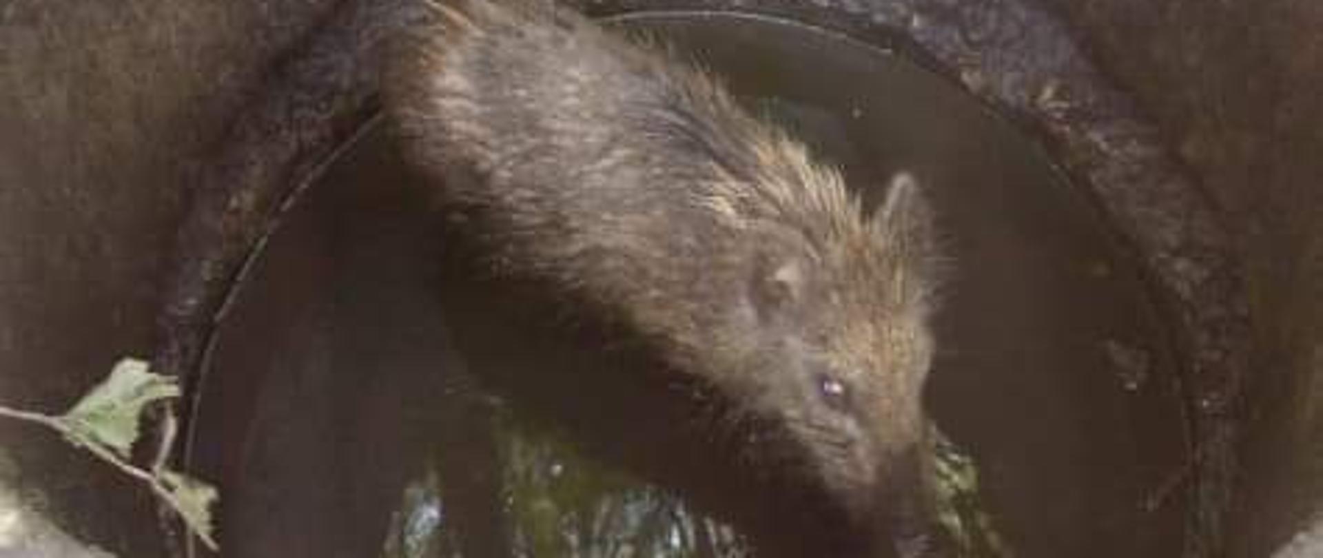 Na zdjęciu widać małego dzika w studzience odwadniającej na głębokości około 1,5 m. 