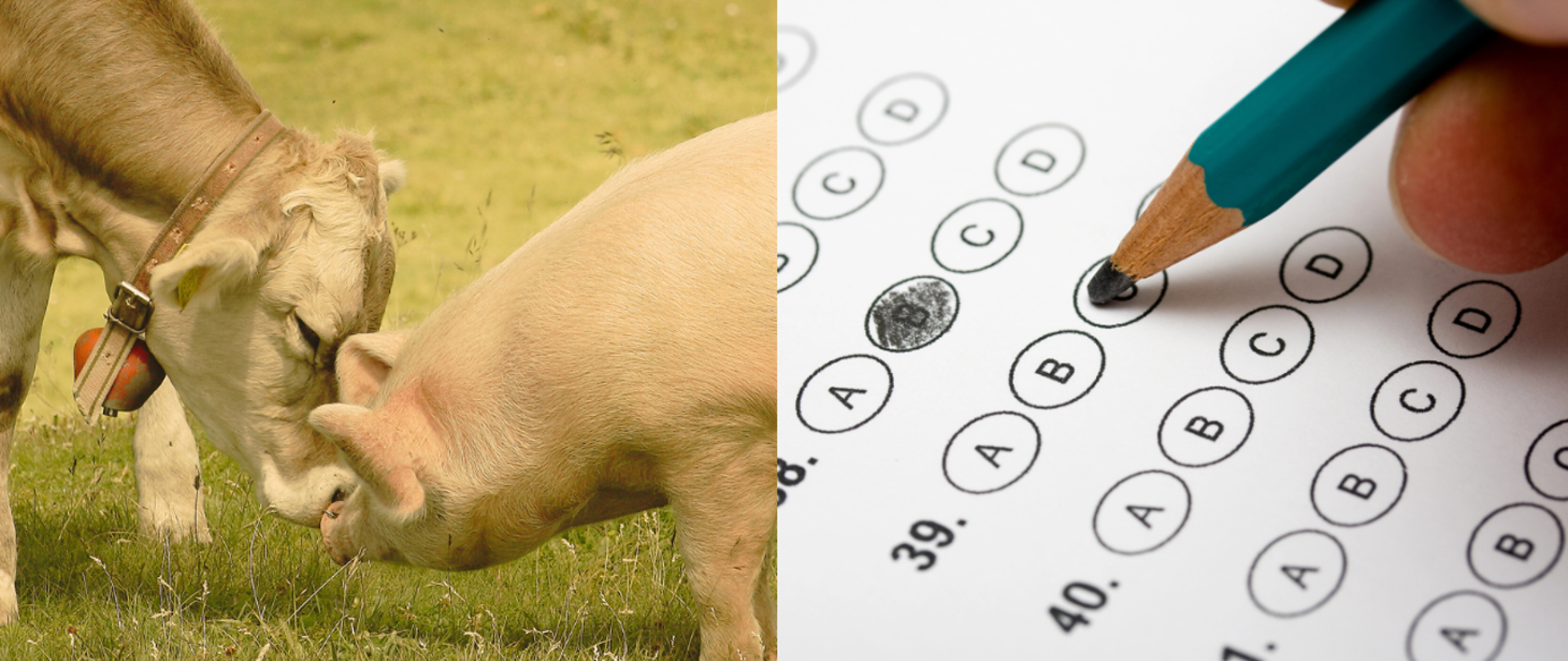grafika przedstawia po lewej stronie zdjęcie z krową i świnią, po prawej test egzaminacyjny, ręka i ołówek