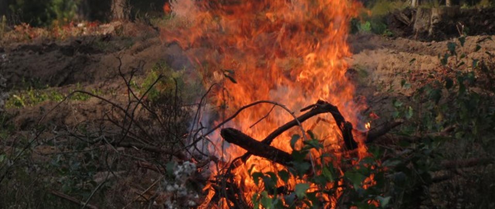 Zdjęcie przedstawia płonące gałęzie na leśnej polanie.