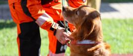 Golden retriever, pies ratowniczy PSP, siedzi obok strażaka ubranego w pomarańczowy kombinezon ratowniczy. Zwierzę skupia uwagę na przewodniku podczas prezentacji umiejętności na terenie jednostki.