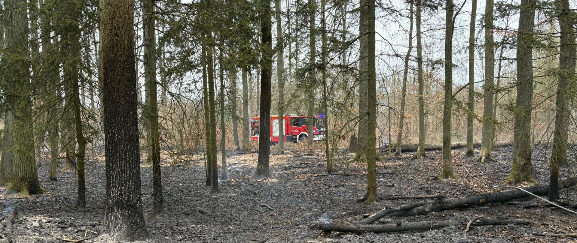 Las po pożarze oraz zastępy straży pożarnej