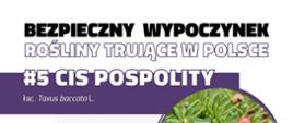 Infografika przedstawiająca zdjęcie roślinę trującą - cis pospolity z opisem