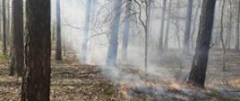 Pożar poszycia leśnego w pobliżu ul. Narzędziowej