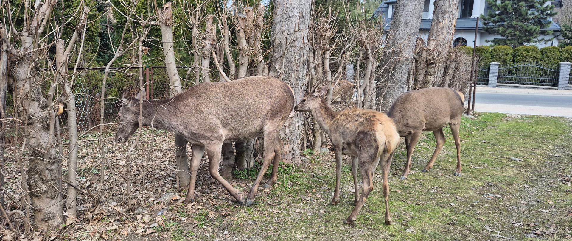 Wizyta Łani z potomstwem w Oddziale w Zakopanem