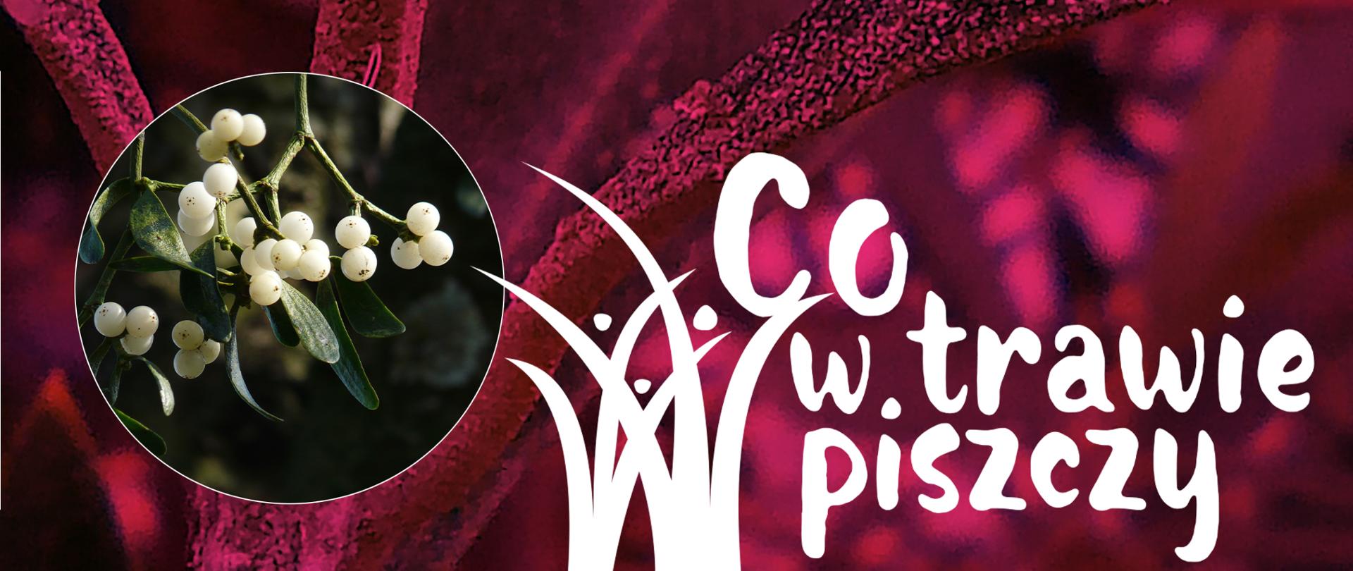 Grafika do cyklu Co w trawie piszczy, przedstawiająca jemiołę