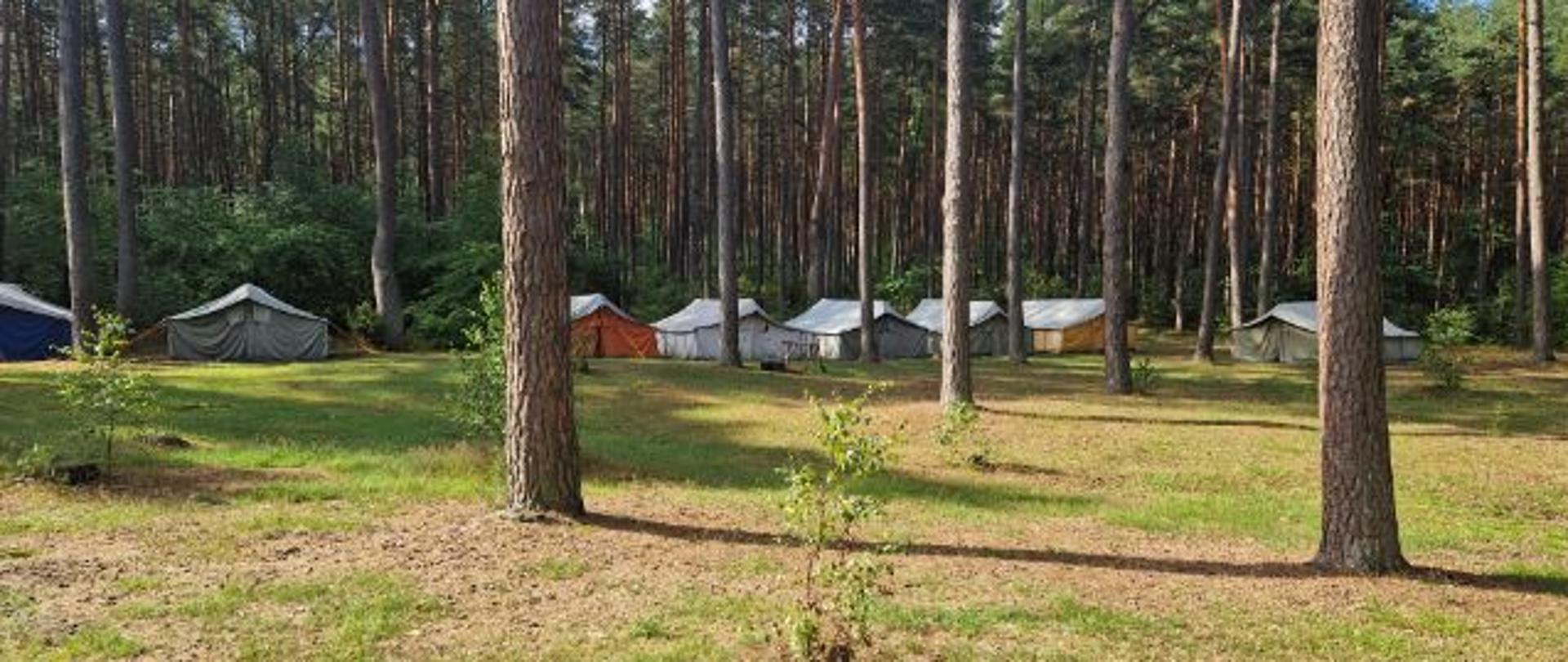Na zdjęciu widać obozowisko harcerskie składające się z namiotów ustawionych między drzewami.