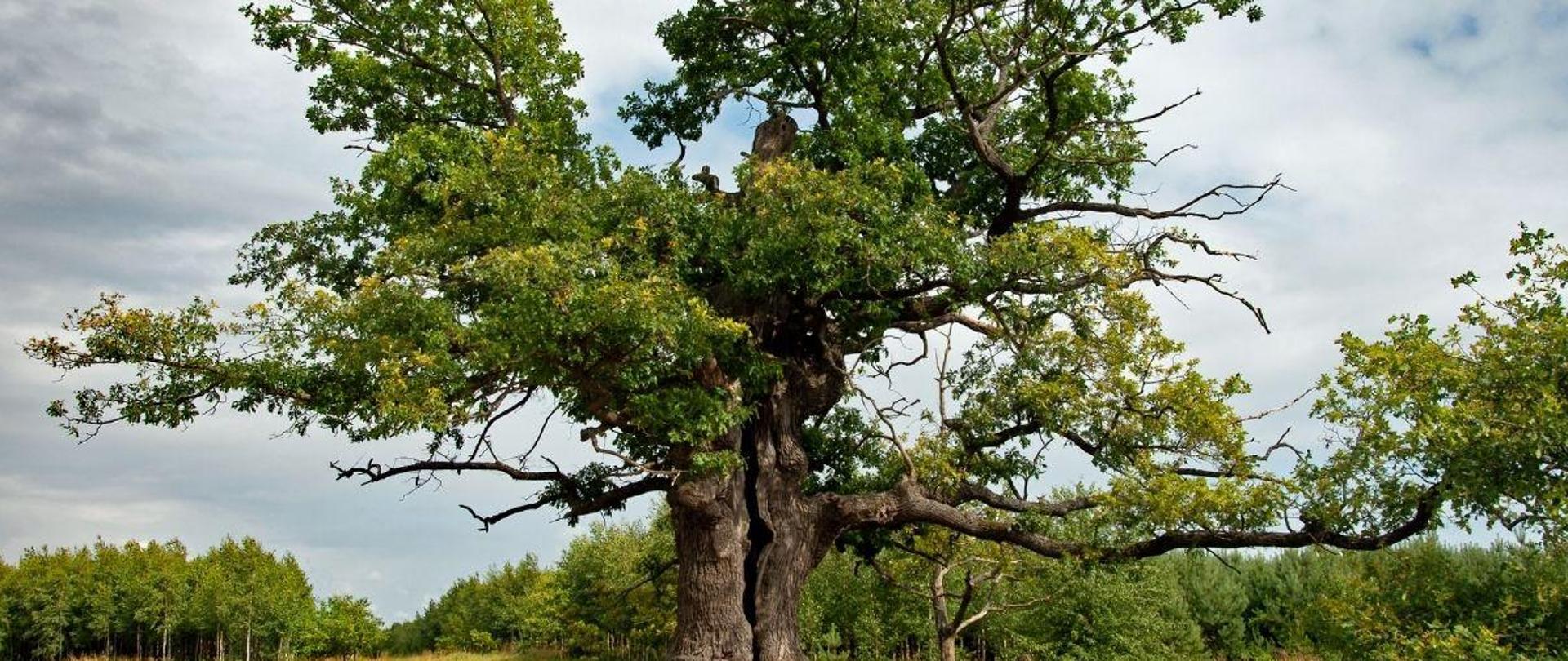 Zdjęcie potężnego, starego, rozłożystego dębu na tle drogi i chmur.