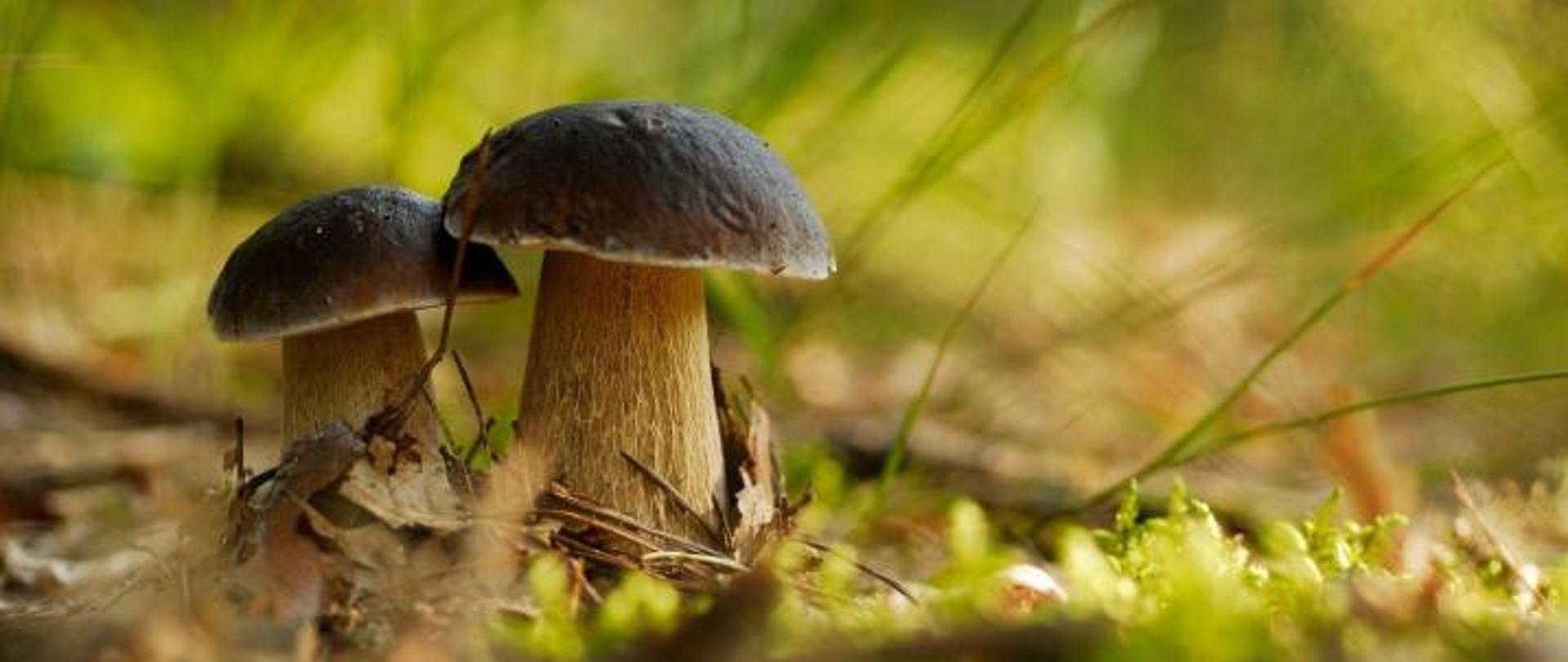 Dwa grzyby, dotykające się kapeluszami, wyrastające ze ściółki leśnej