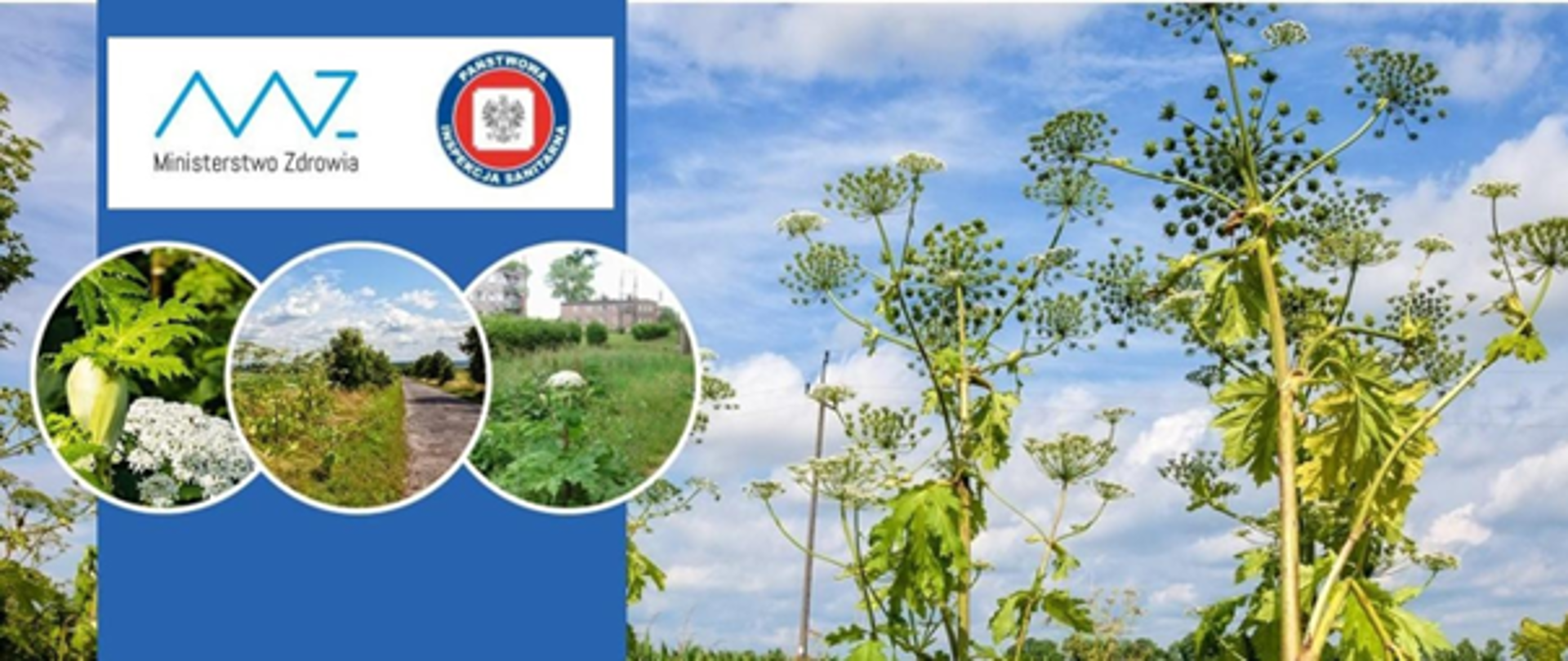 Barszcz Sosnowskiego