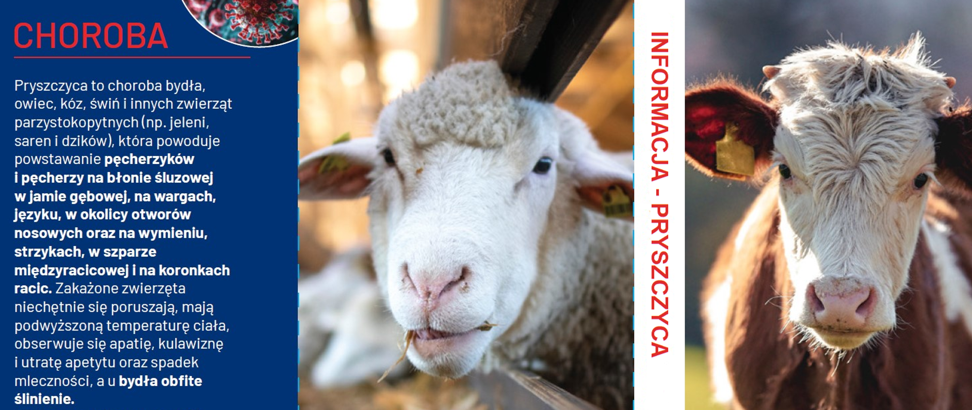 Na grafice znajduje się opis choroby PRYSZCZYCY I fotografie dwóch zwierząt- owcy i krowy