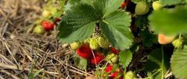 Truskawki w polu