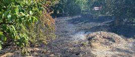 Zdjęcie przedstawia wypaloną ziemie po pożarze trawy