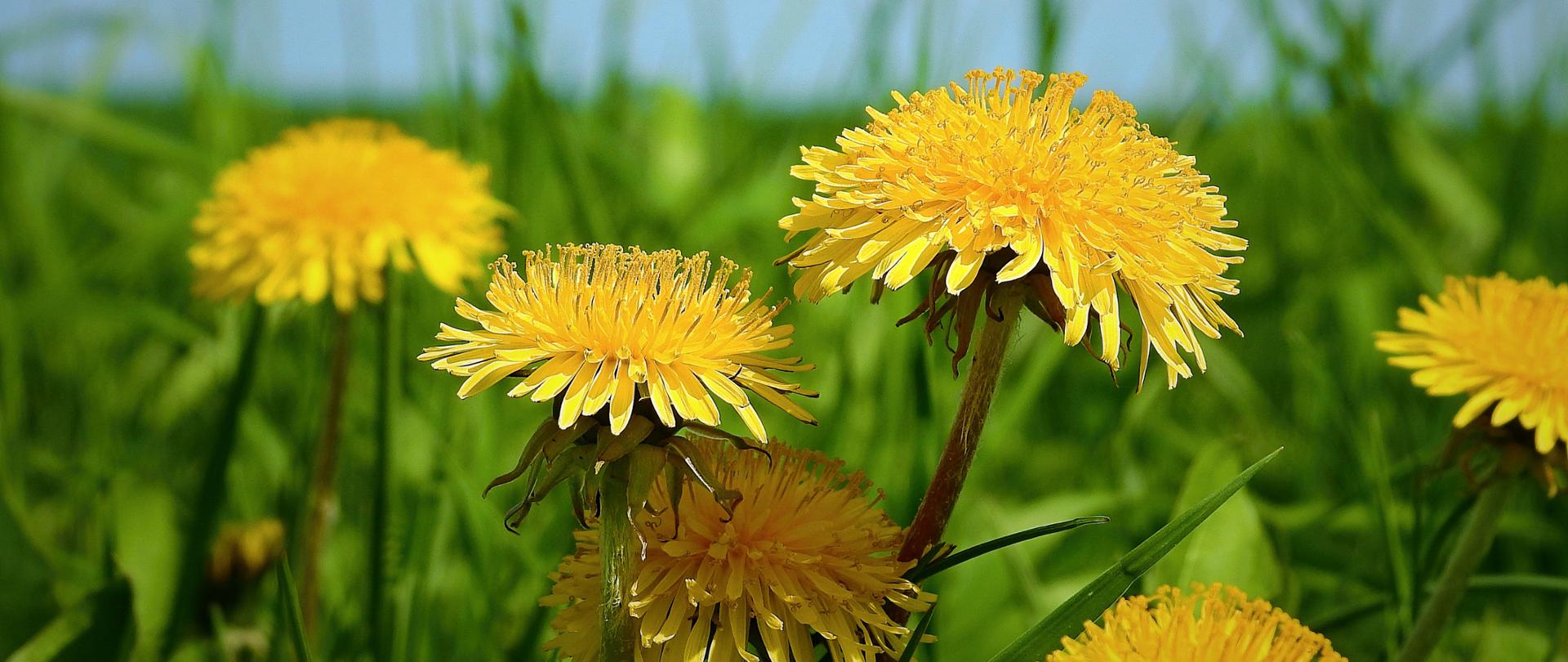 Na zdjęciu w centrum uwagi znajduje się mniszek lekarski (znany również jako dmuchawiec w fazie kwiatostanu lub mleczyk), którego jasnożółty kwiat wyróżnia się na tle zielonej trawy. Kwiaty są pełne i okrągłe, z drobnymi, delikatnymi płatkami, które tworzą efekt „słonecznego koła”. Tło stanowi gęsta, soczysta trawa o różnych odcieniach zieleni, co nadaje zdjęciu naturalny, świeży charakter. Całość kompozycji sprawia wrażenie spokoju i prostoty, typowej dla wiosennego krajobrazu łąkowego.