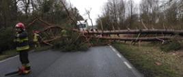 Powalone drzewo na jezdnię, strażak pracuje przy jego usunięciu. Na drodze samochód czekający na udrożnienie jezdni.