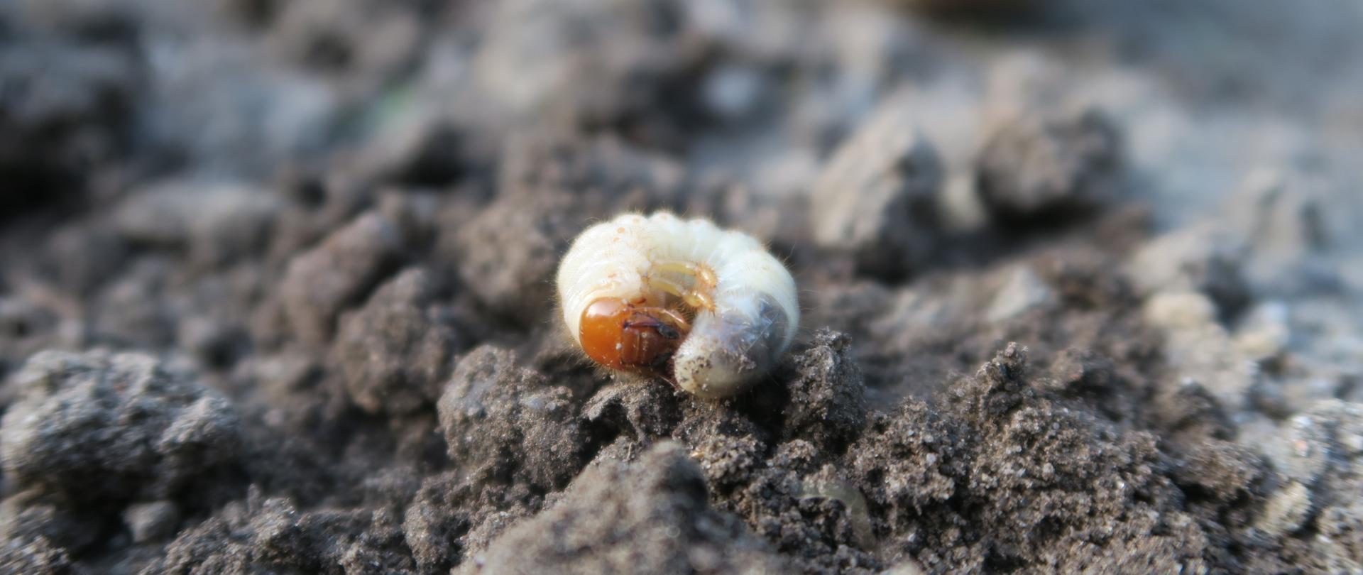 larwa zwinięta w pozycji obronnej na tle ziemi