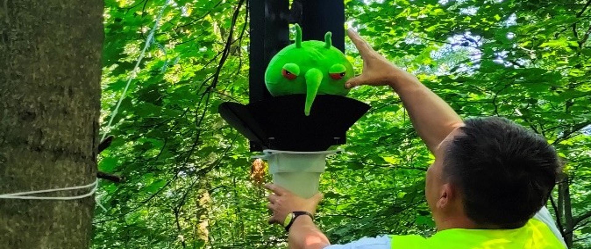 obserwacje pułapek feromonowych