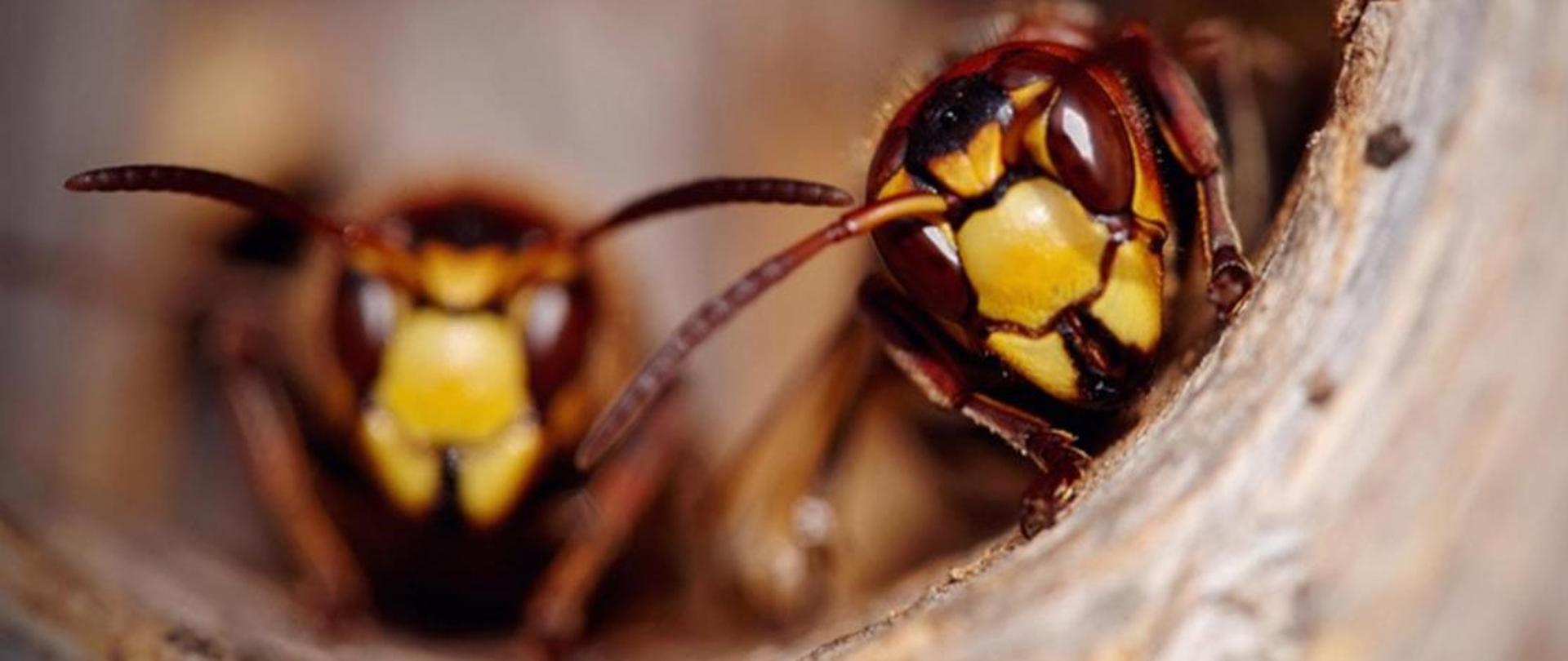 Na zdjęciu widać przód owadów błonkoskrzydłych 