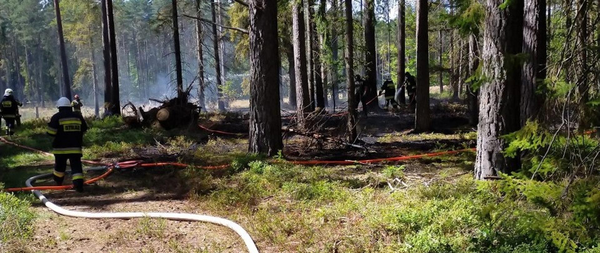Zdjęcie zrobione zostało w lesie. Przedstawia strażaków pracujących na miejscu pożaru. Na ziemi leżą rozwinięte węże. Z ziemi unosi się dym, runo miejscami jest czarne po pożarze.