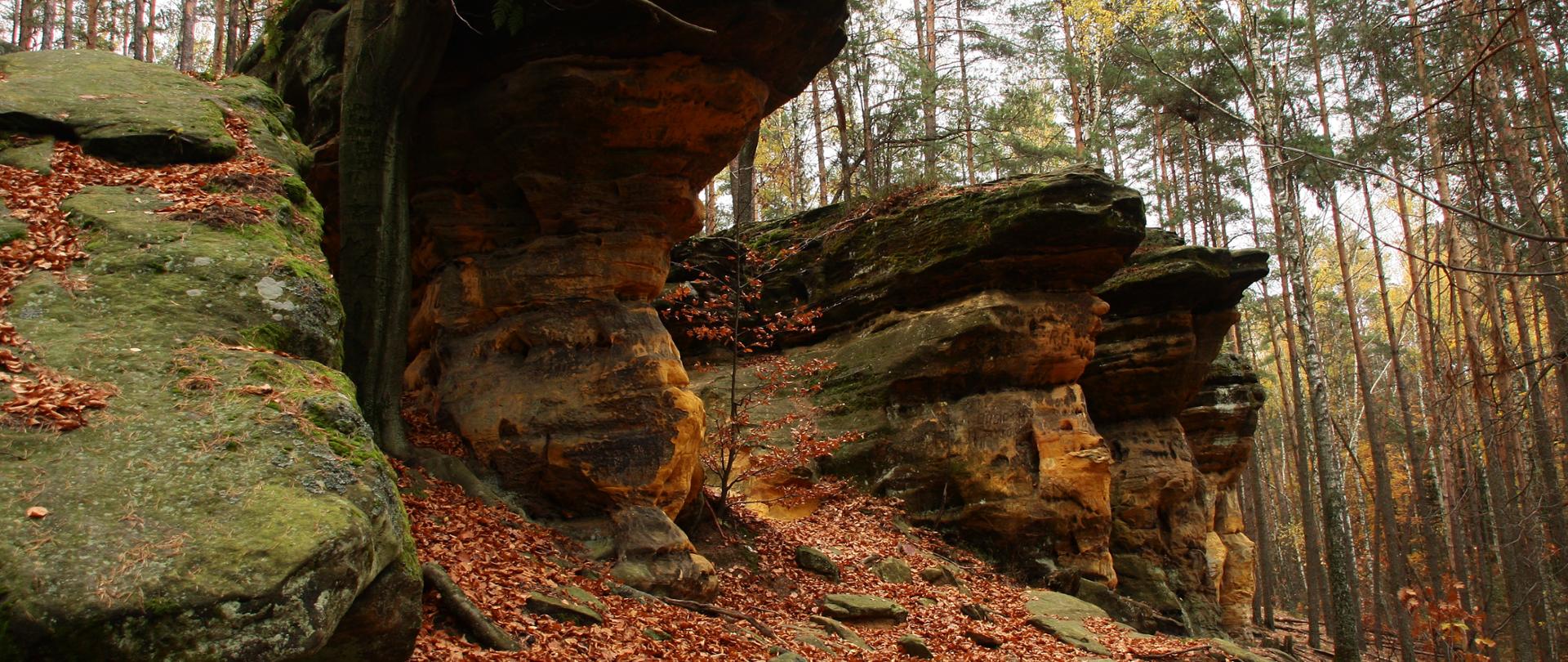 Prace nad planami ochrony dla świętokrzyskich rezerwatów przyrody