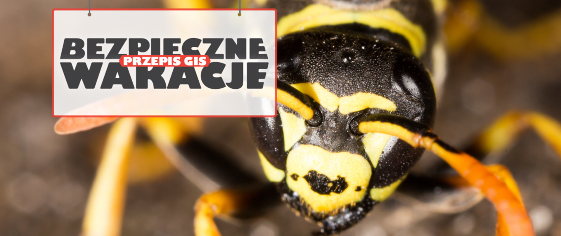 Pszczoły, osy i szerszenie