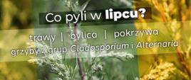 Co pyli w lipcu? Uwaga alergicy_format_panorama