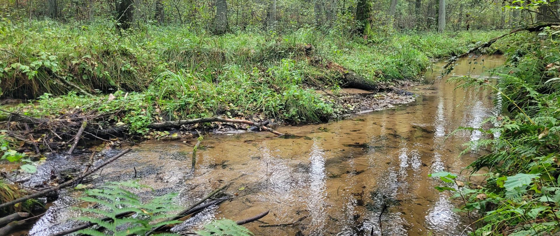Leśny krajobraz z niewielkim, płytkim strumieniem płynącym przez zalesiony teren; po obu stronach brzegi porośnięte roślinnością zielną w tle liczne drzewa liściaste. 