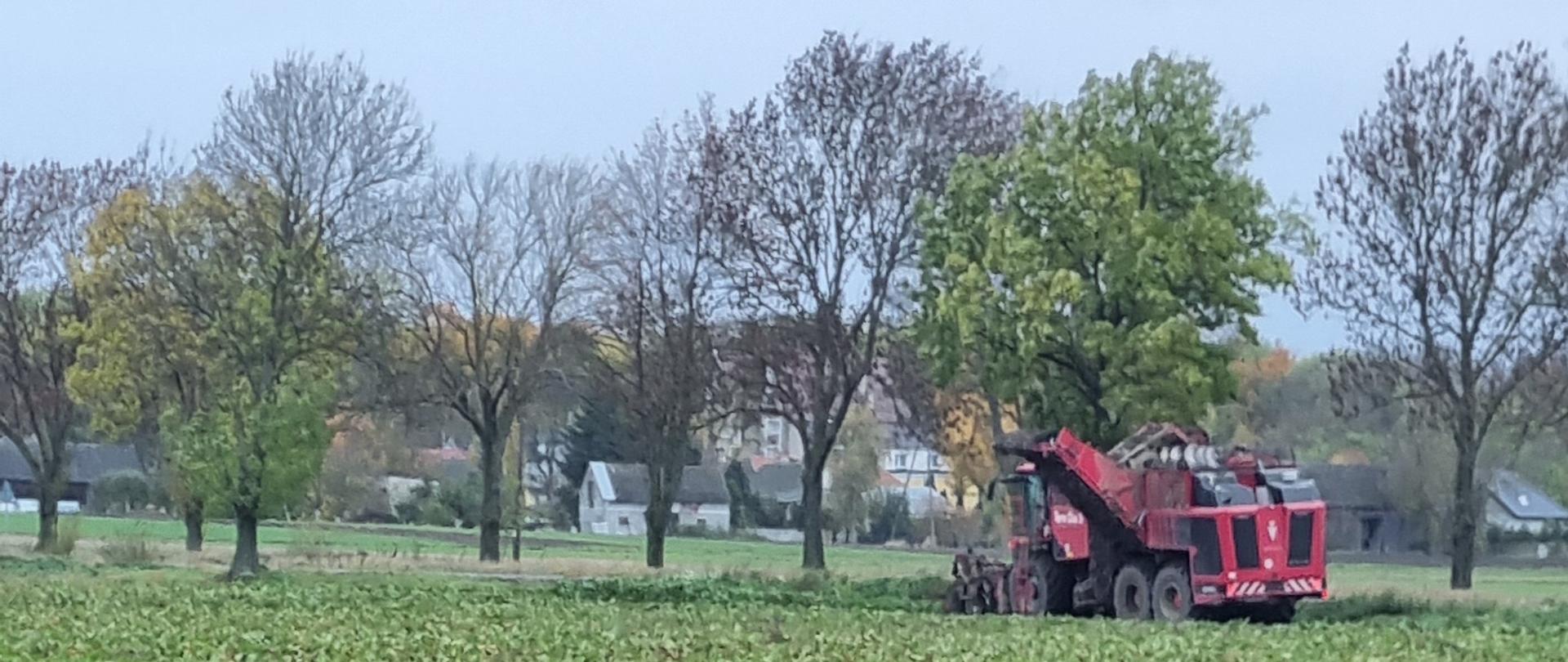 Zdjęcie przedstawia pole, po którym jeździ czerwony kombajn. W lewym dolnym rogu zdjęcia jest stos zebranych buraków cukrowych.