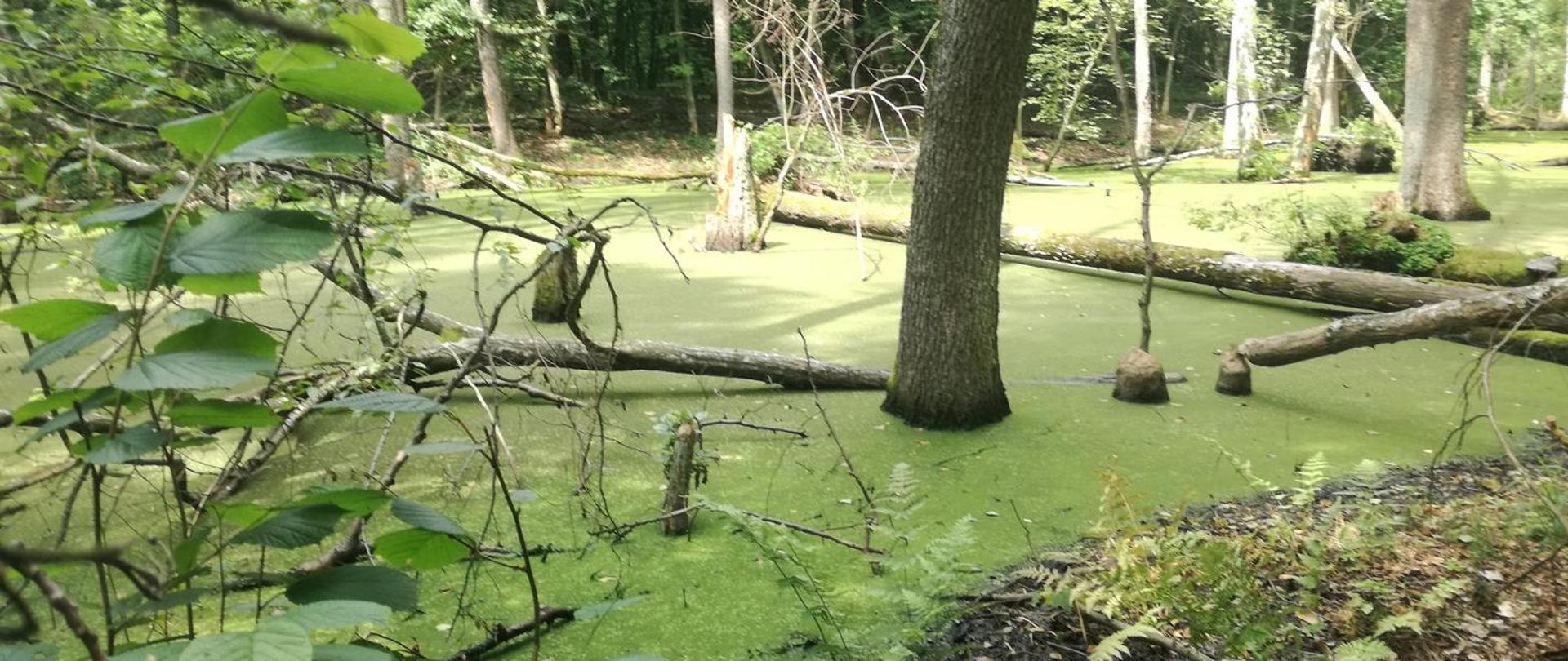 Oto Rezerwat - Źródło zdjęcia - RDOŚ w Lublinie