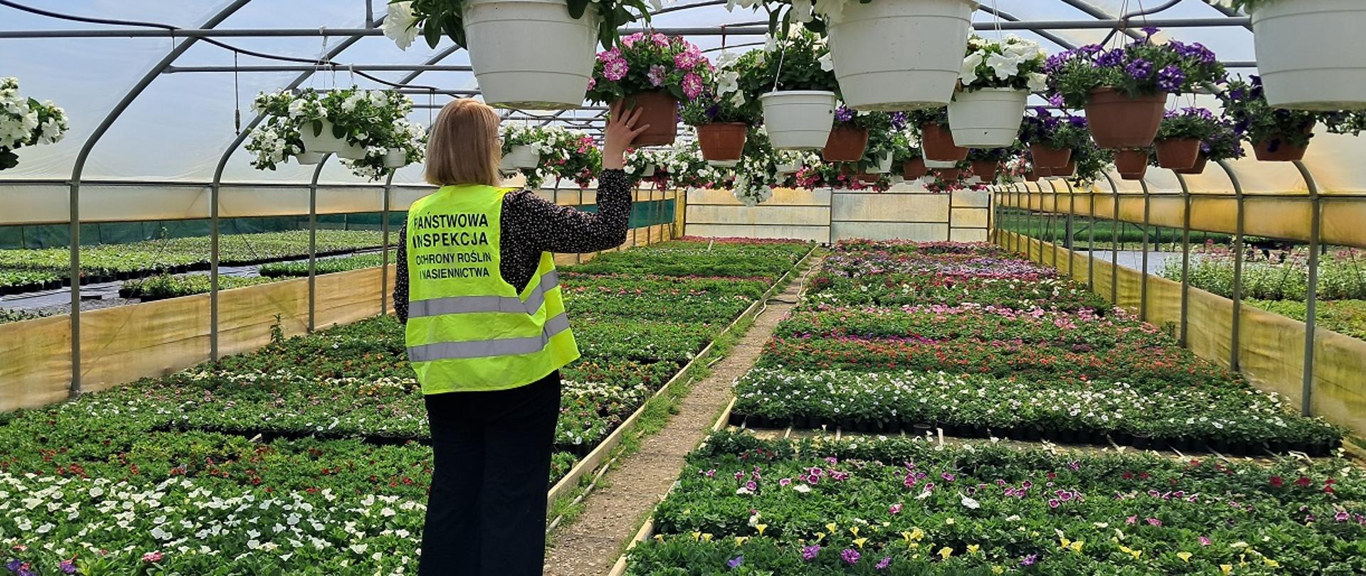 Inspektor stoi i ogląda kolorowe rabatowe kwiaty, które ustawione są w tunelu na ziemi oraz wiszą w donicach