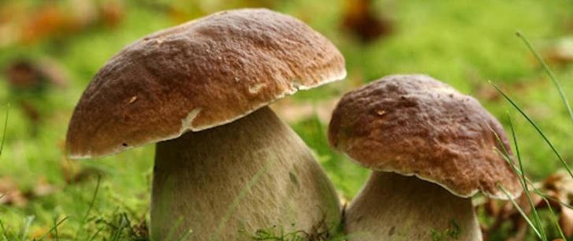 Dwa borowiki szlachetne (prawdziwki)